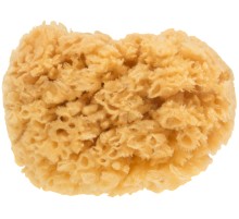 Губка натуральная морская, для декорирования, 12/13 см МС