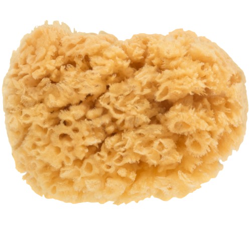 Губка натуральная морская, для декорирования, 12/13 см МС