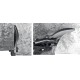 STAYER 240 мм, прямые ножницы по металлу Hercules 2321_z01 Professional